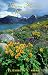 Book Sierra Nevada Wildflowers