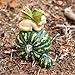 Top Collection Miniature Fairy Garden and Terrarium Fairy Baby on Green Gourd Statue