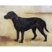 Black Labrador Retriever Antiqued Canvas Art - 11x14
