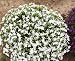 Moon Paper Lobelia - Lobelia erinus - .05 Grams - Approx. 30 Gardening Seeds - Flower Garden Seed