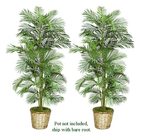 TWO 6' Artificial Areca Palm Trees