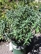 Santa Barbara Mexican Bush Sage Five Gallon by Monrovia Growers