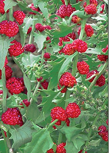 Herb Seeds Strawberry Spinach (Chenopodium Capitatum) Organic Heirloom Herb Seeds Strawberry Spinach (Chenopodium Capitatum) Organic Heirloom