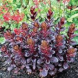 セダム「タッチダウン・ティーク」