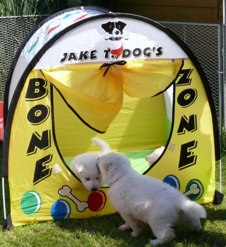 Hundehütte Spielzelt und 100 bunte Bälle – SPASS PUR