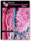 How the Circulatory System Works