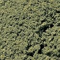 Foliage Clusters, Medium Green