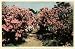 1926 Print Middleton Gardens South Carolina Exotic Flowers Floral Andre Michaux - Original Color Print