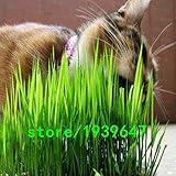 ホット販売！！！小麦草植物の種子を食べる草の子猫猫のように繰り返し小麦の種子を収穫することができる200PCS