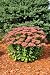 Flowering Sedum Autumn Joy - 24