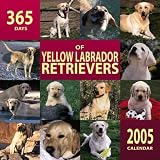 365 Days of Yellow Labrador Retrievers 2005 Wall Calendar