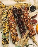 Indian Corn Seeds - Zea Mays - 30 Grams - Approx 90 Gardening Seeds - Vegetable Garden Seed