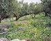 Photographic Prints of ROG-8834 Olive Grove - with wildflowers from Ardea Wildlife Pets