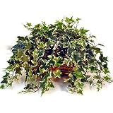 Forever Silk 17-FL4549 Silk Bicolor English Ivy Plant