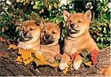300 Piece Shiba Inu Jigsaw Puzzle