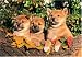 300 Piece Shiba Inu Jigsaw Puzzle