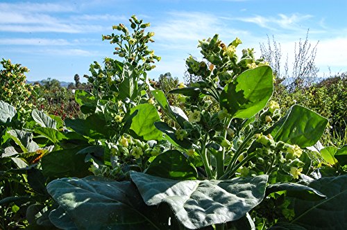 Certified Organic Rustica Tobacco Seeds (~300): Non-GMO, Certified Organic Heirloom Seed Packet Certified Organic Rustica Tobacco Seeds (~300): Non-GMO, Certified Organic Heirloom Seed Packet