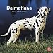 Dalmatians 2010 Square Wall (Multilingual Edition)