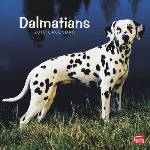 Dalmatians 2010 Square Wall