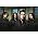 Vignette de Papa Roach