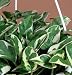 Double Dip Devil's Ivy - Epipremnum aureum - 6" Hanging Basket - NEW/EASY