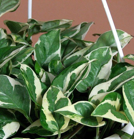 Double Dip Devil's Ivy - Epipremnum aureum - 6