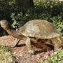 The Tranquil Tortoise Garden Sculpture - Giant