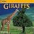 National Geographic Giraffes