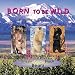 Bears, Born to be Wild