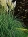 Autumn Partners, Cortaderia (Pampas Grass) and Liquidambar (Sweet Gum) Photographic P...