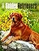 Golden Retrievers 2015 Engagement
