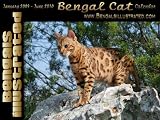 Bengals Illustrated Bengal Cat 18 month Calendar