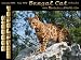 bengal24  - Bengals Illustrated Bengal Cat 18 month Calendar