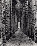 Red Pines, Empire, Michigan - Artist: Monte Nagler - Art Print Poster Size: 8.00 by 10.00 inches