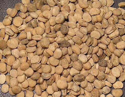 250 STRATIFIED AMERICAN GINSENG SEEDS panax quinquefolius l