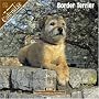 Border Terrier 2008 Wall Calendar