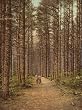 Cathedral Woods, New Hampshire's White Mountains, 1900 - Exceptional 16" x 20" print of vintage color photochrome from the Library of Congress Collection