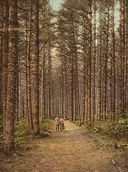 Cathedral Woods, New Hampshire's White Mountains, 1900 - Exceptional 16" x 20" print of vintage color photochrome from the Library of Congress Collection
