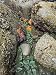 Giant Green Anemones, and Ochre Sea Stars, Exposed on Rocks, Olympic National Park, Washington, USA Art Photographic Poster Print by Georgette Douwma, 12x16