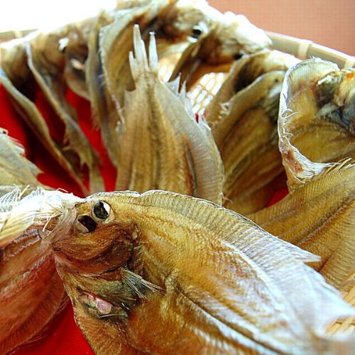 ギフト でべら（出平かれい、でびら）超特大サイズ10尾縄 広島県産 尾道産