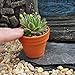 Miniature Hen and Chicks in a Tiny Pot