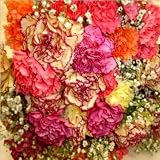 Two Dozen Assorted Carnations with a Vase
