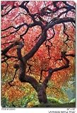 All-Weather Art Japanese Maple Tree Print