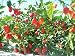 Red Savina Hot Pepper 10+ Seeds