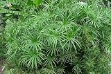 Tropica - Wasserpflanzen - Zypergras (Cyperus alternifolius syn. Cyperus involucratus) - 250 Samen