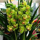 シンピジューム鉢植え【緑色】珍しいグリーン色 4本立て お祝い・誕生日などのお祝いに