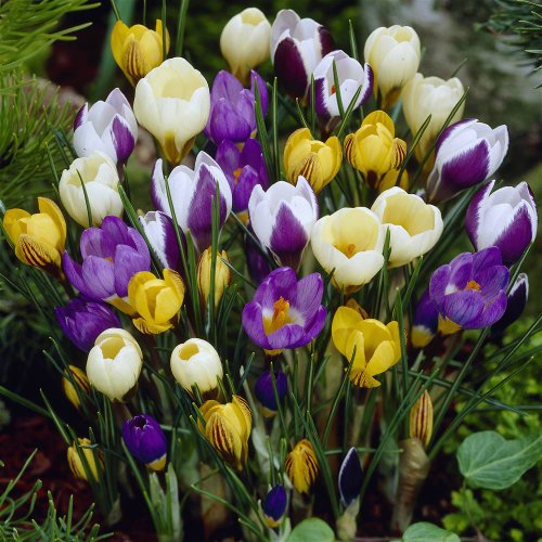 Where to Buy the Best Discount Flower Bulbs? InfoBarrel
