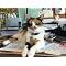Products for Taking Care of Your Pets