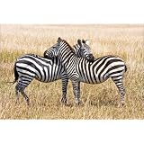 Poster 100 x 70 cm - "Zuneigung eines Zebra-Paar" von Alf Drosdziok - auch in anderen Gr��en und als Leinwandbild erh�ltlichvon "POSTERLOUNGE"