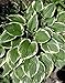 Photographic Prints of Hosta Wide Brim from Ros Drinkwater